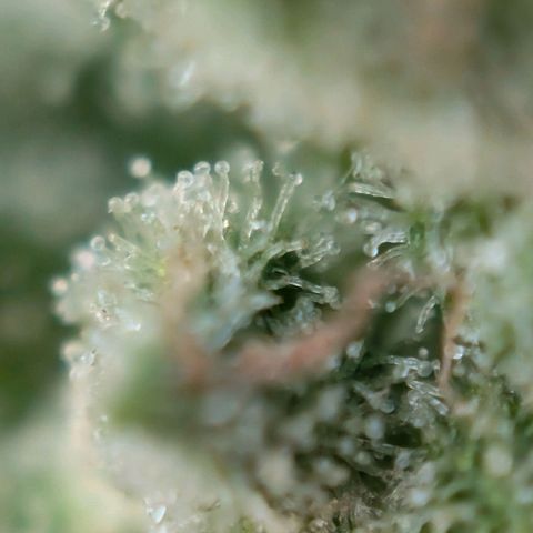 NL1 growlog timeline photo
