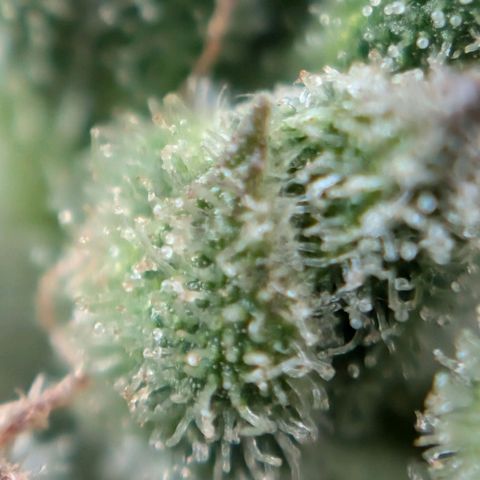 NL1 growlog timeline photo