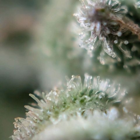 NL1 growlog timeline photo