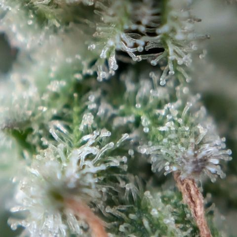 NL1 growlog timeline photo