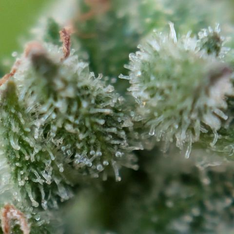 NL1 growlog timeline photo