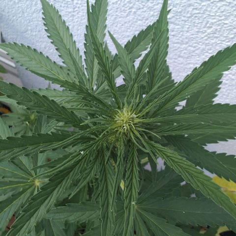 DD1 growlog timeline photo