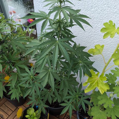 DD1 growlog timeline photo