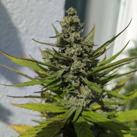 NL1 growlog timeline photo