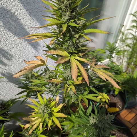 NL1 growlog timeline photo