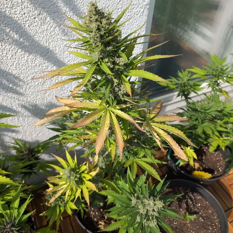 NL1 growlog timeline photo