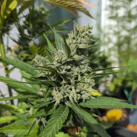 NL1 growlog timeline photo