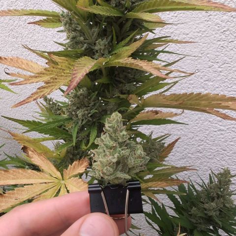 NL1 growlog timeline photo