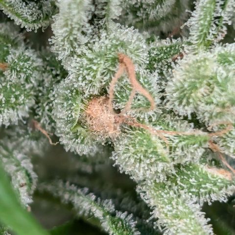 NL1 growlog timeline photo