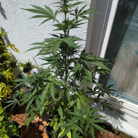 DD1 growlog timeline photo