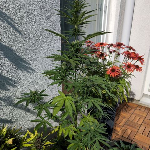 DD1 growlog timeline photo