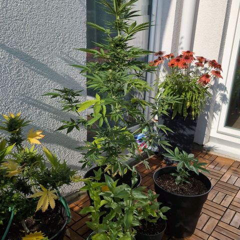 DD1 growlog timeline photo