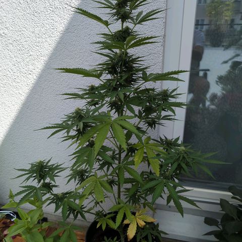 DD1 growlog timeline photo