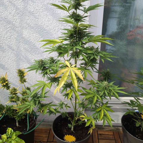 DD1 growlog timeline photo