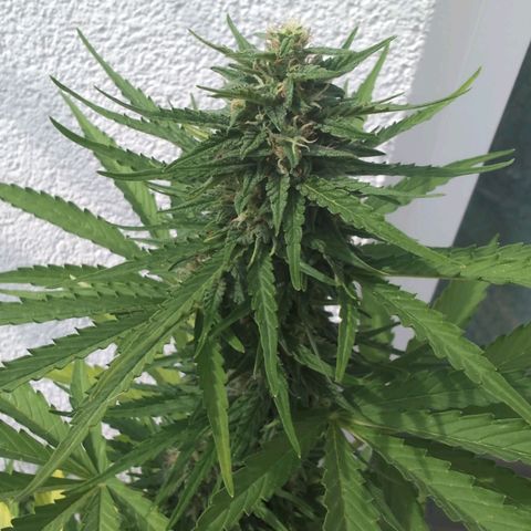 DD1 growlog timeline photo