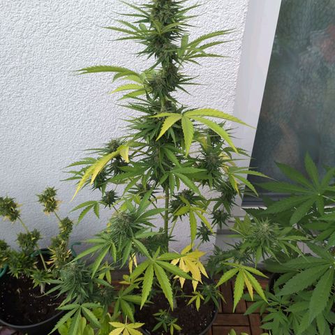 DD1 growlog timeline photo