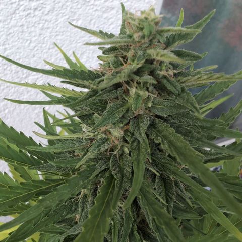 DD1 growlog timeline photo