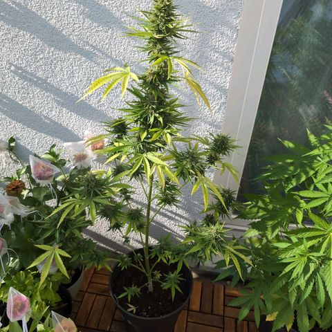 DD1 growlog timeline photo