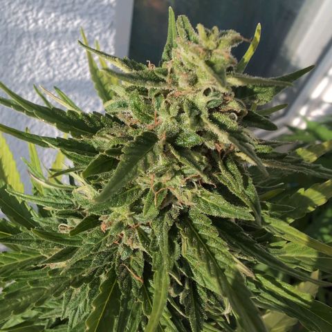 DD1 growlog timeline photo