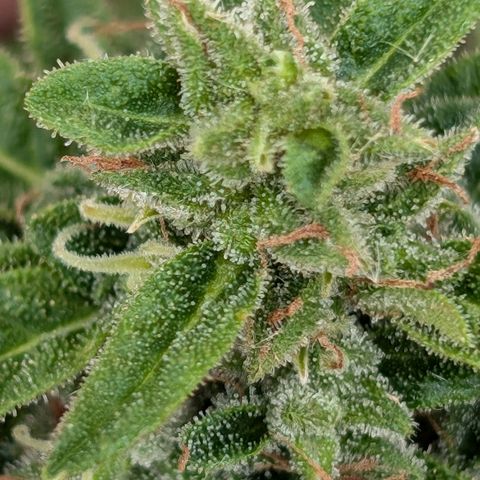DD1 growlog timeline photo