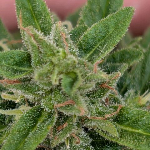 DD1 growlog timeline photo