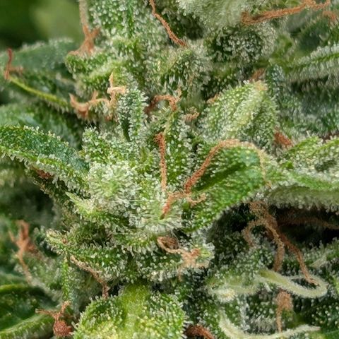 DD1 growlog timeline photo