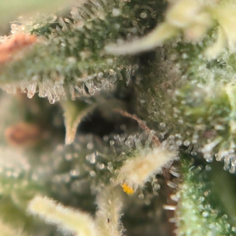 DD1 growlog timeline photo