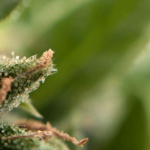 DD1 growlog timeline photo