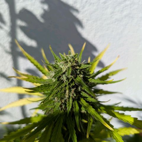 DD1 growlog timeline photo