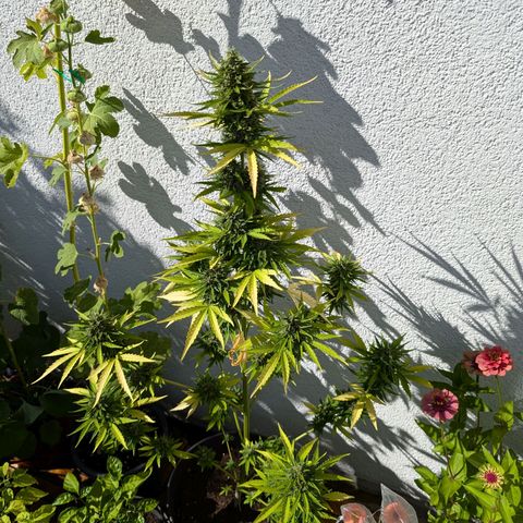 DD1 growlog timeline photo