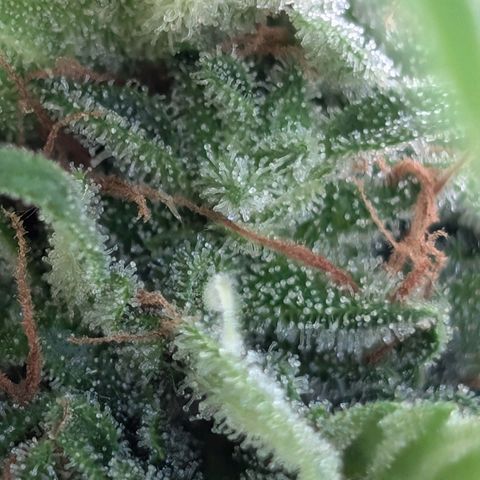 DD1 growlog timeline photo
