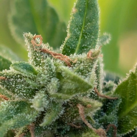 DD1 growlog timeline photo