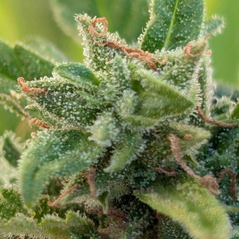 DD1 growlog timeline photo