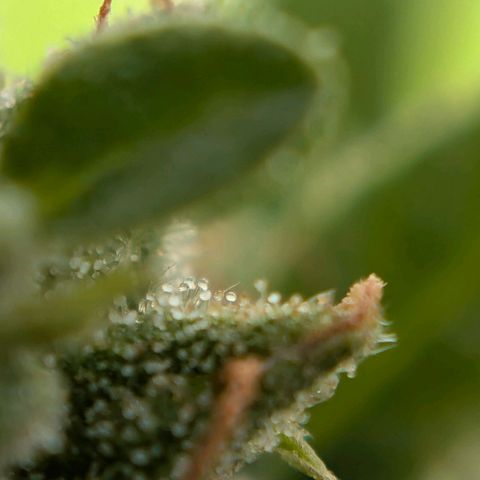 DD1 growlog timeline photo