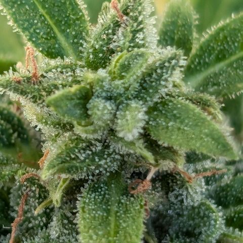 DD1 growlog timeline photo