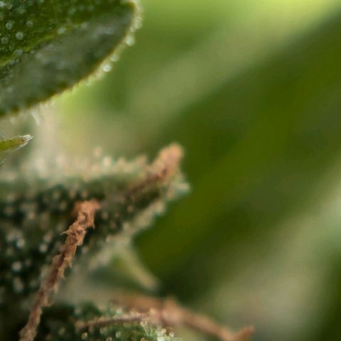 DD1 growlog timeline photo