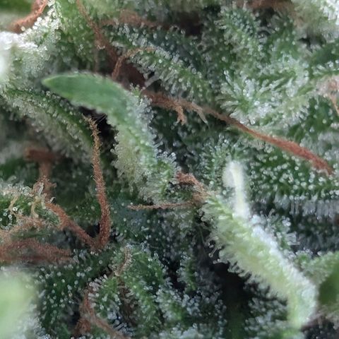 DD1 growlog timeline photo