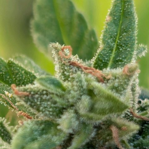 DD1 growlog timeline photo