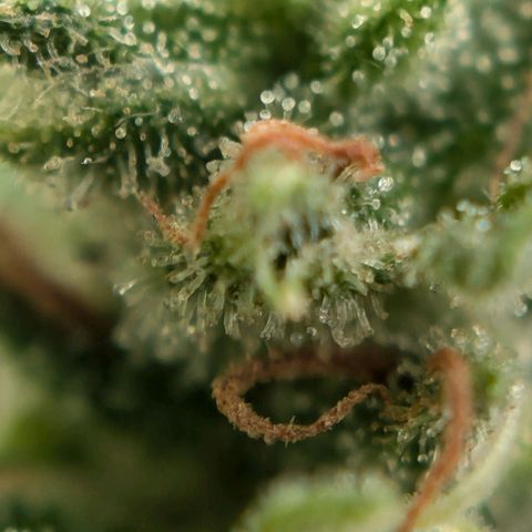 DD1 growlog timeline photo