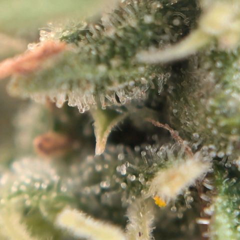 DD1 growlog timeline photo