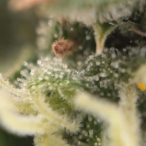 DD1 growlog timeline photo