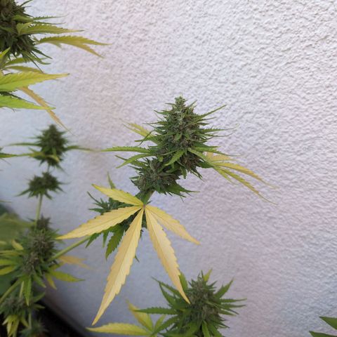 DD1 growlog timeline photo