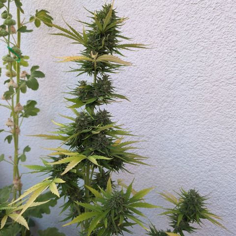DD1 growlog timeline photo