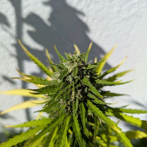 DD1 growlog timeline photo