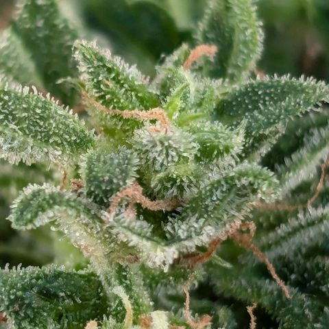 DD1 growlog timeline photo