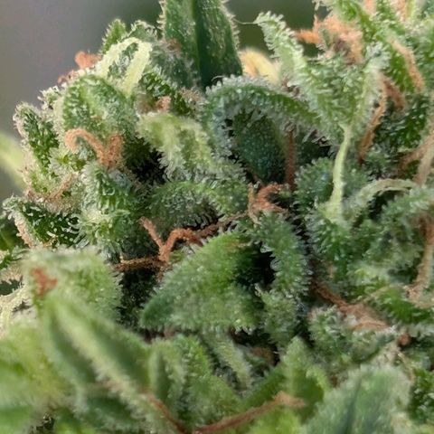 DD1 growlog timeline photo