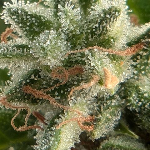 DD1 growlog timeline photo