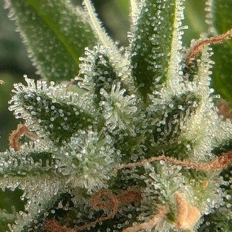 DD1 growlog timeline photo