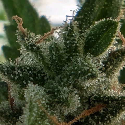 DD1 growlog timeline photo