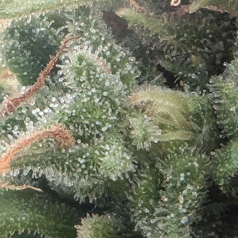 DD1 growlog timeline photo